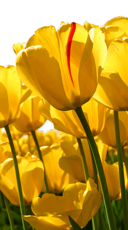 Tulips.png
